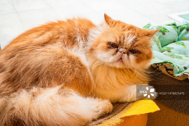 猫猫猫咪咖啡店图片素材