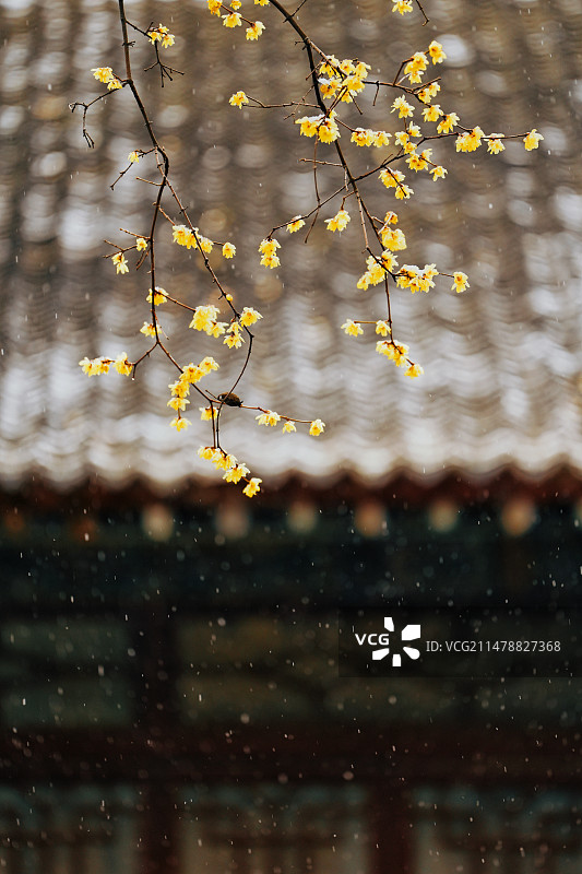 踏雪寻梅图片素材