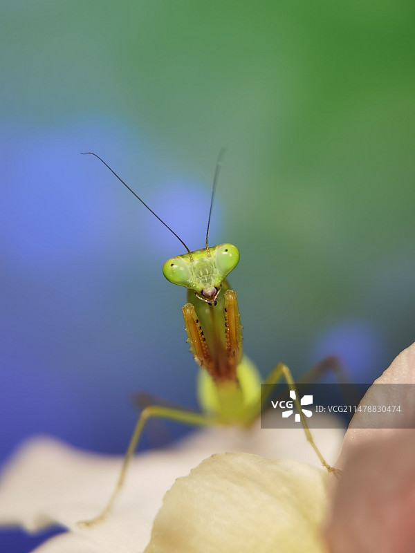 花上昆虫特写镜头图片素材