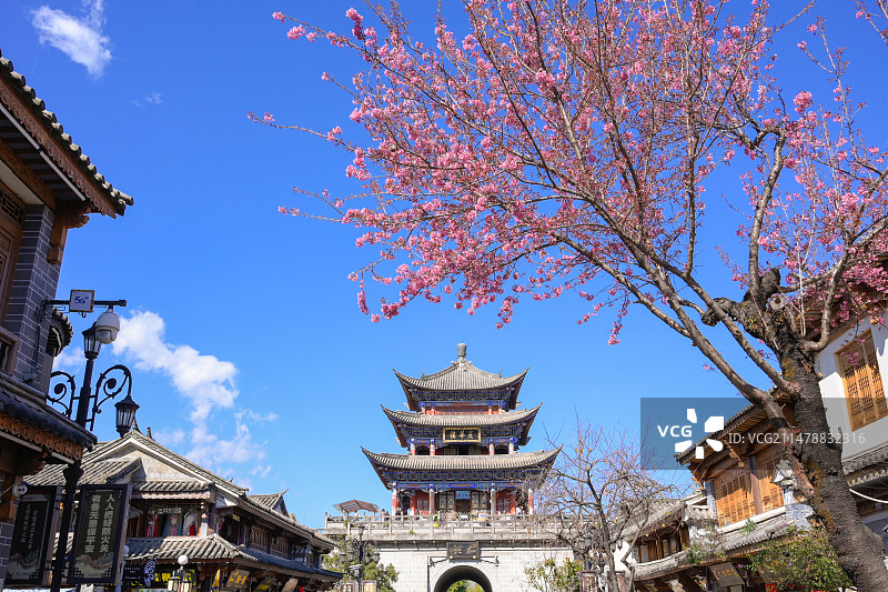 五华楼冬樱花图片素材