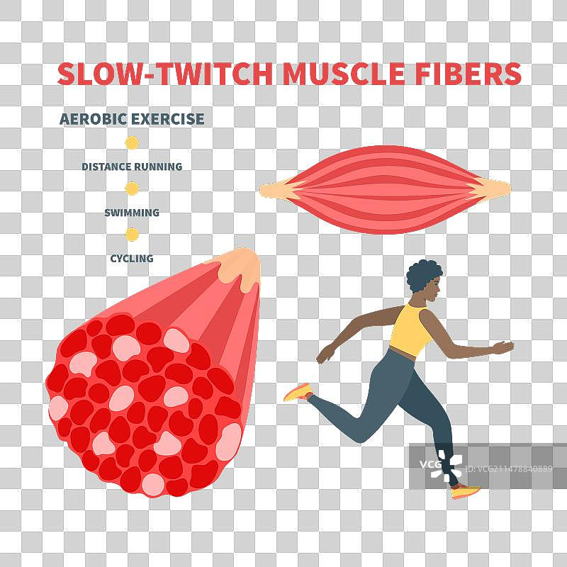 慢肌红肌纤维类型图片素材