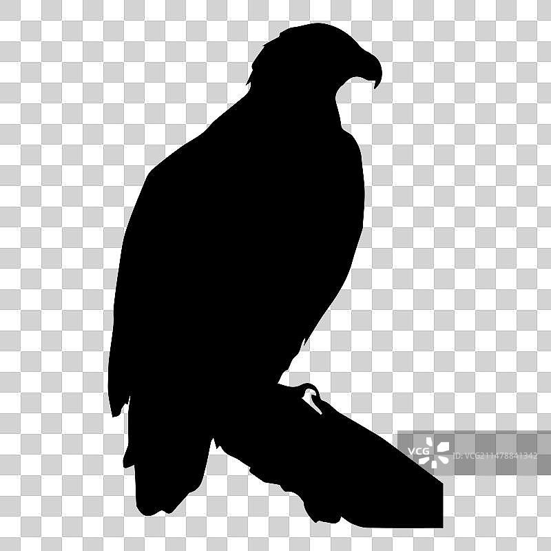 老鹰站立剪影图片素材