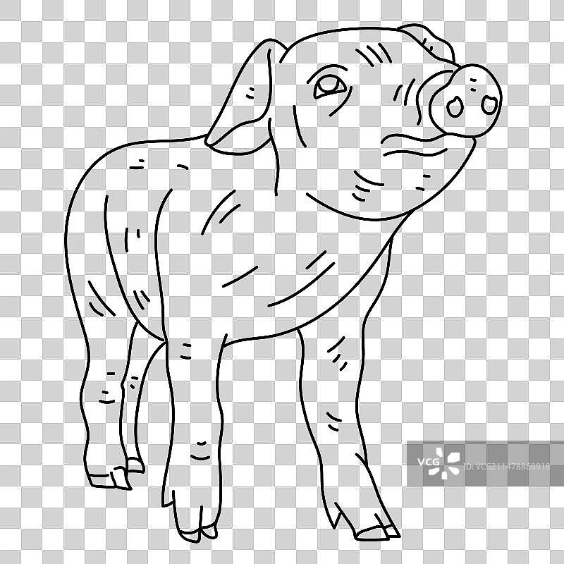 小猪耳朵口鼻蹄线图片素材