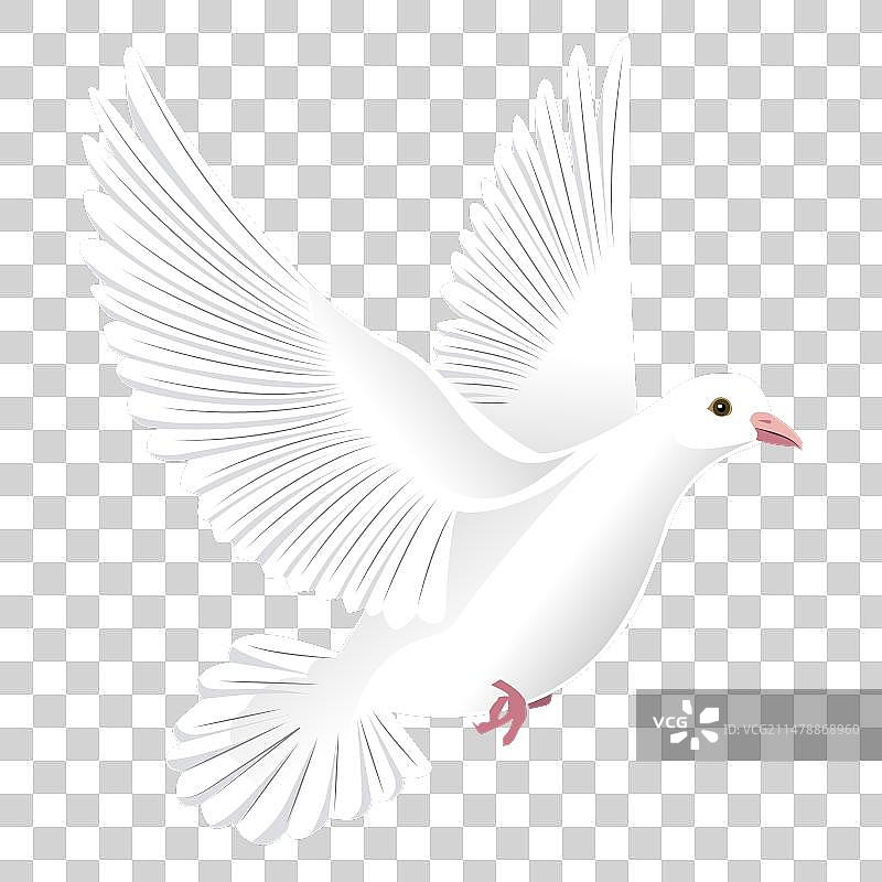 鸽子的翅膀尾巴和喙图片素材