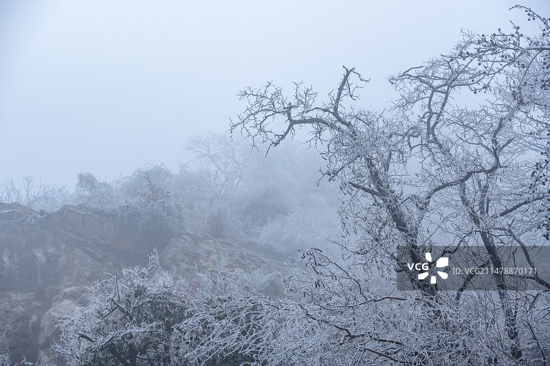 南京紫金山雪后雾松、冰挂图片素材