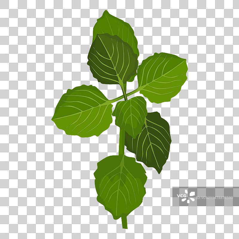 五味子叶图片素材