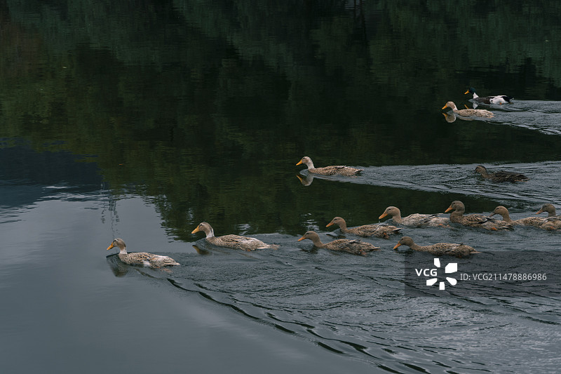 临海东湖公园成群的鸭子在湖中游荡图片素材