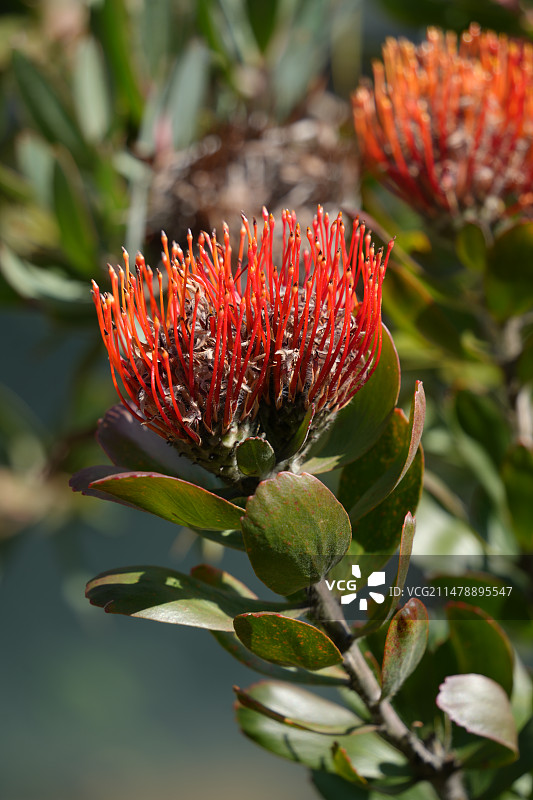 帝王花 红花 野生植物 春天图片素材