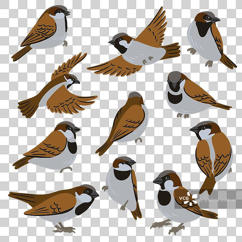 家麻雀鸟类绘画图片素材