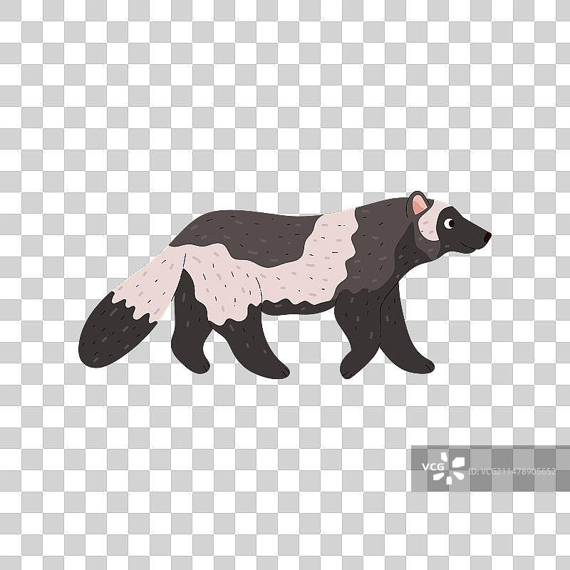 野生北方动物：狼獾图片素材