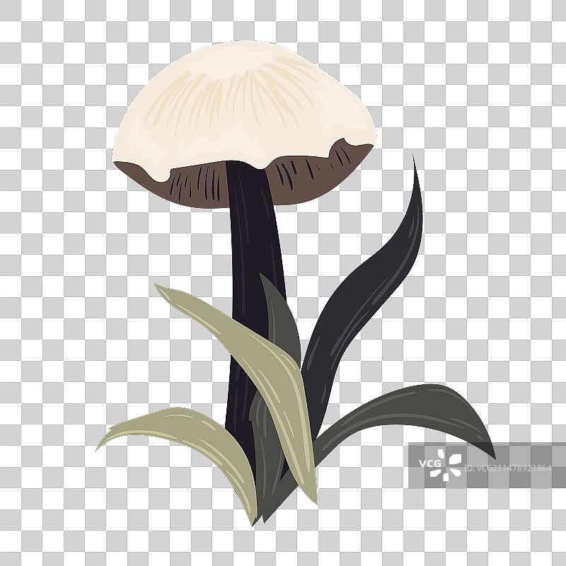 颜色苍白的扁平蘑菇图片素材