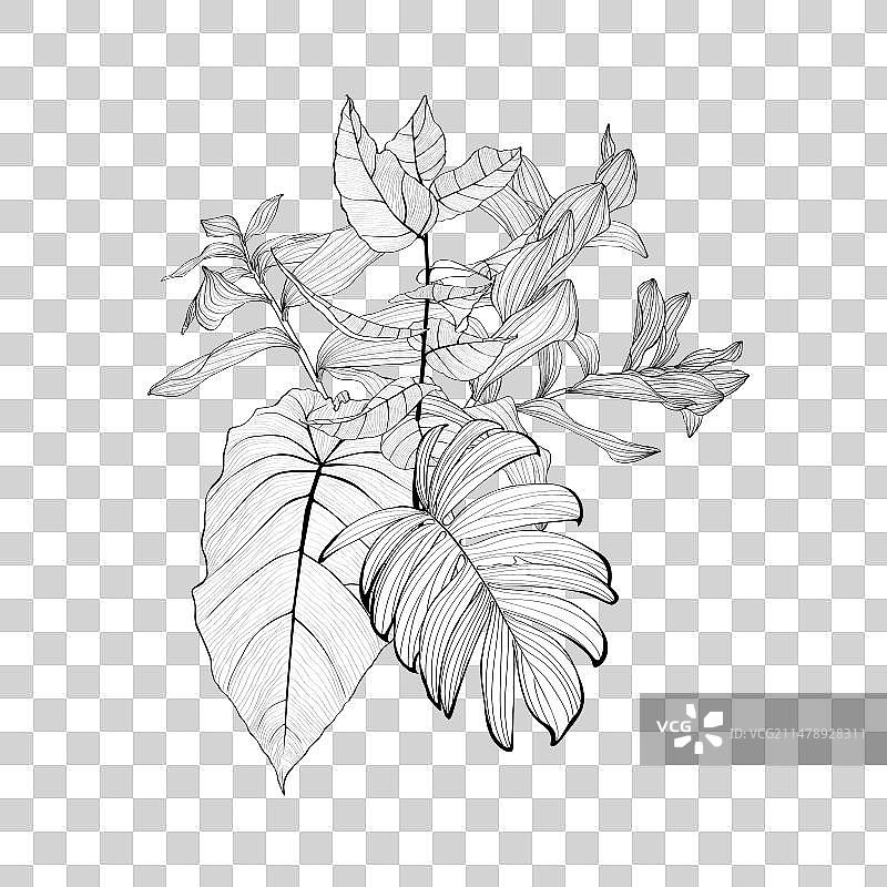 手绘热带棕榈叶线条花束图片素材