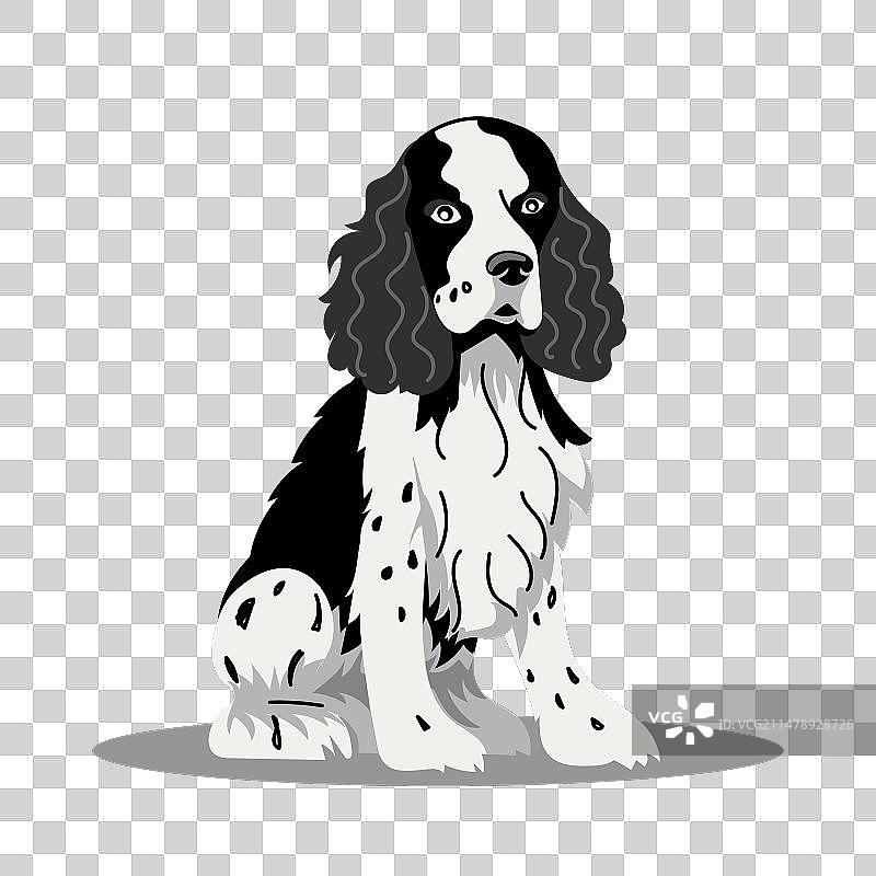 白色背景上的西班牙猎犬图片素材