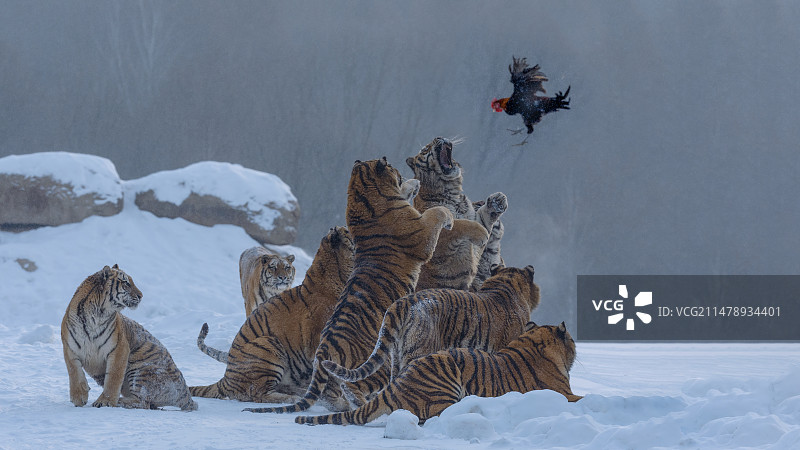 东北虎——海林市虎园图片素材