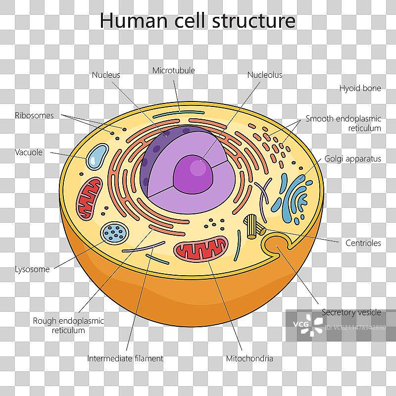 人体细胞结构医学图图片素材
