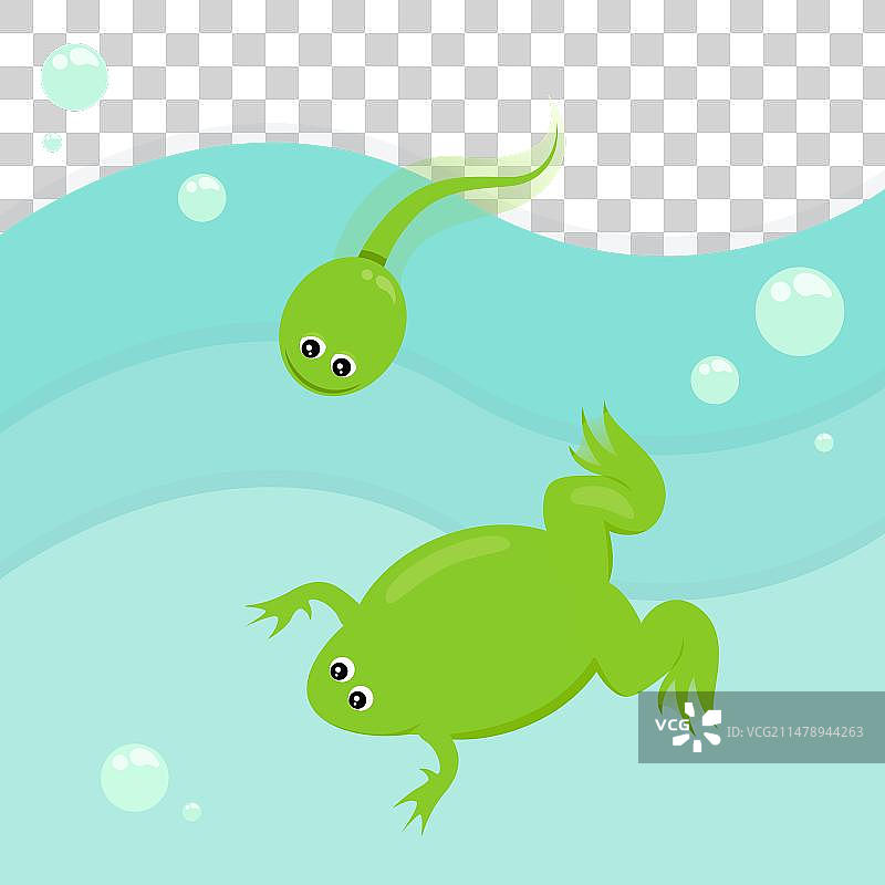 成年非洲爪蟾和蝌蚪图片素材