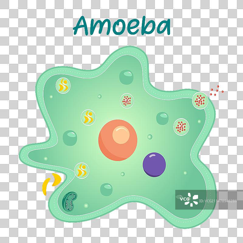 变形虫微生物图片素材