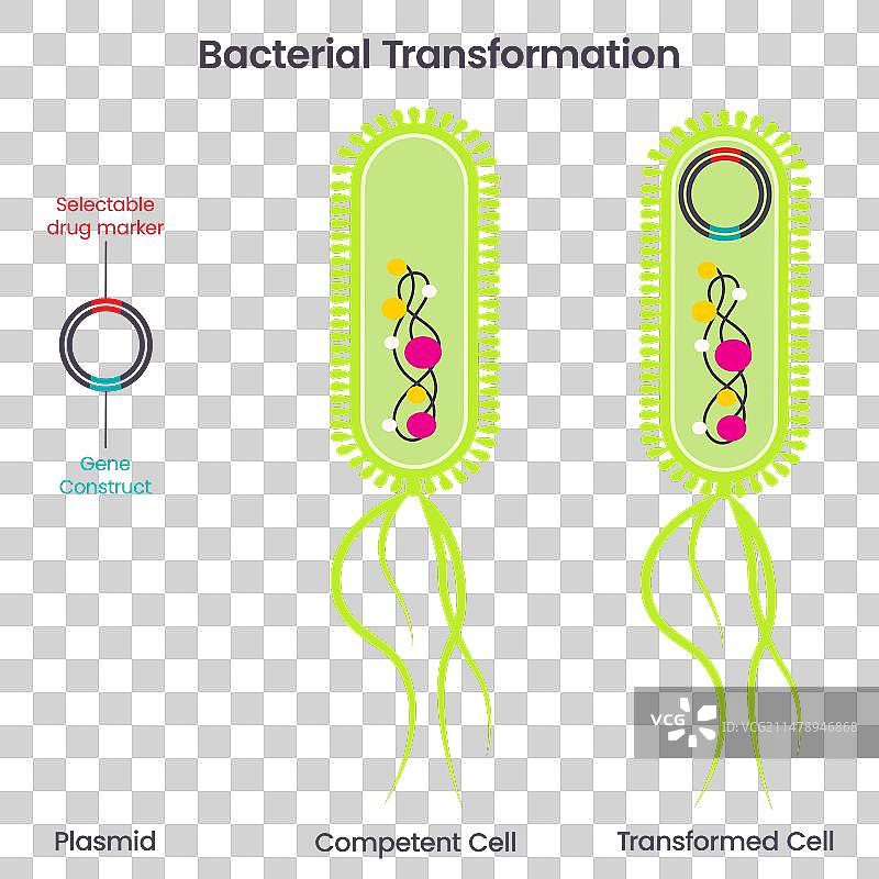 细菌转化图片素材