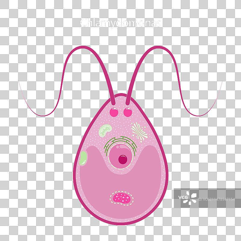 衣藻科学图图片素材