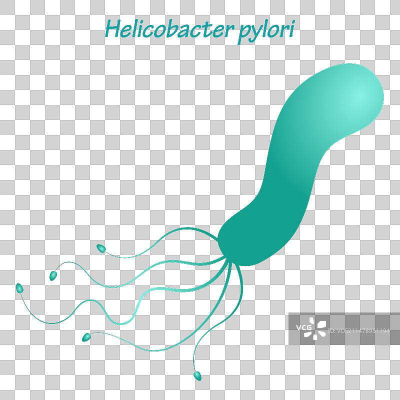 幽门螺杆菌示意图图片素材