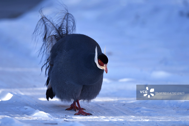 雪中漫步的“老干部”图片素材