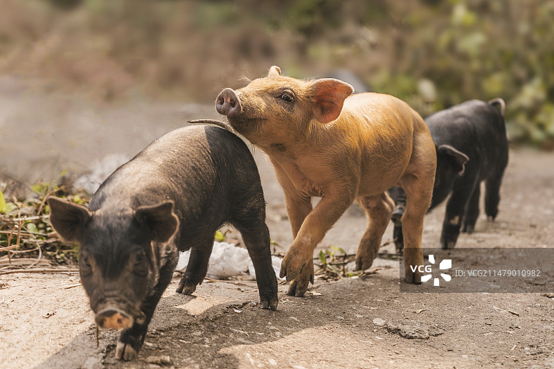 三只小猪图片素材