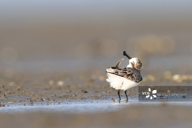 勺嘴鹬图片素材