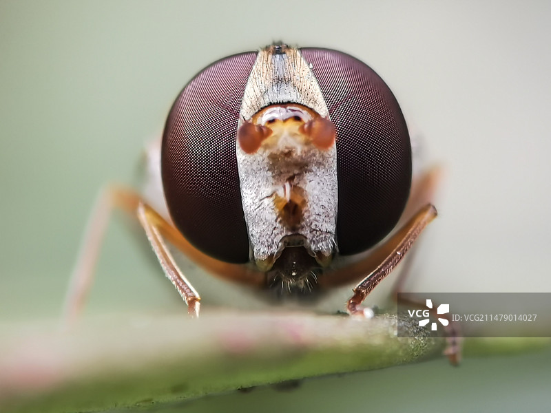 食蚜蝇特写镜头图片素材