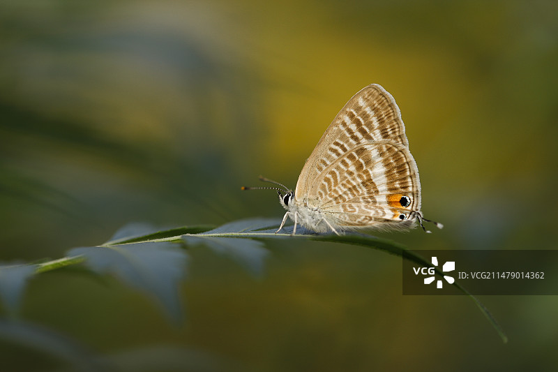 晨间植物上亮灰蝶图片素材
