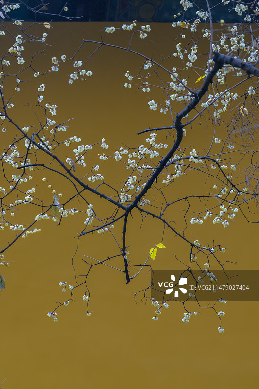 西园寺腊梅～苏州图片素材