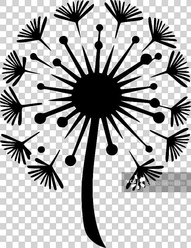 蒲公英 - 黑与白图片素材