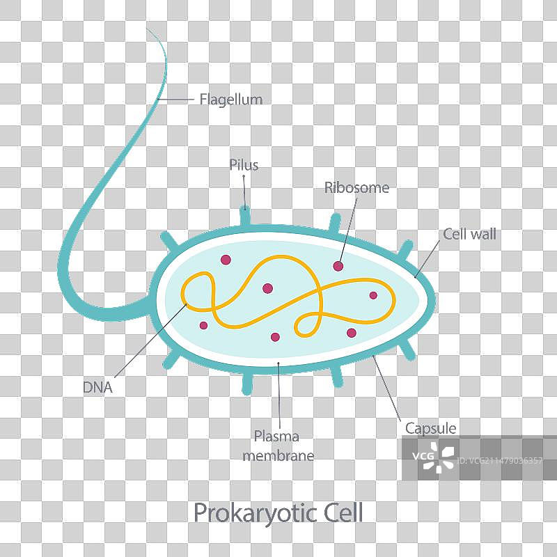 原核细胞图图片素材