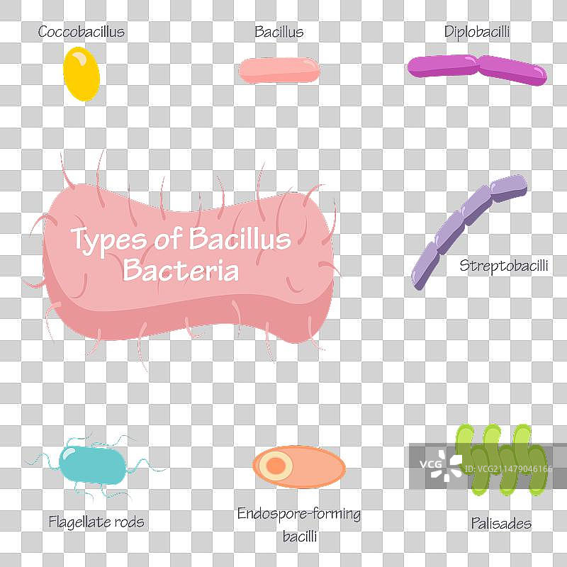 杆状菌细菌的类型图片素材