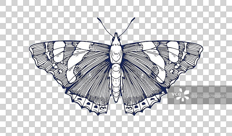 红色蛱蝶复古雕刻画图片素材