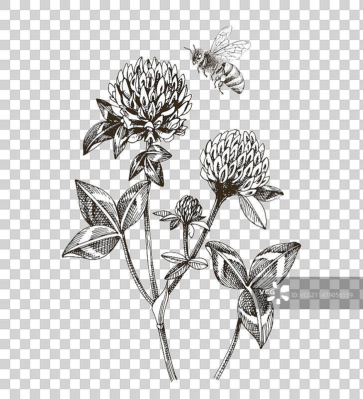 蜜蜂在红色三叶草花上授粉图片素材