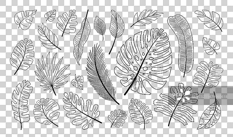 热带树叶线条涂鸦合集图片素材