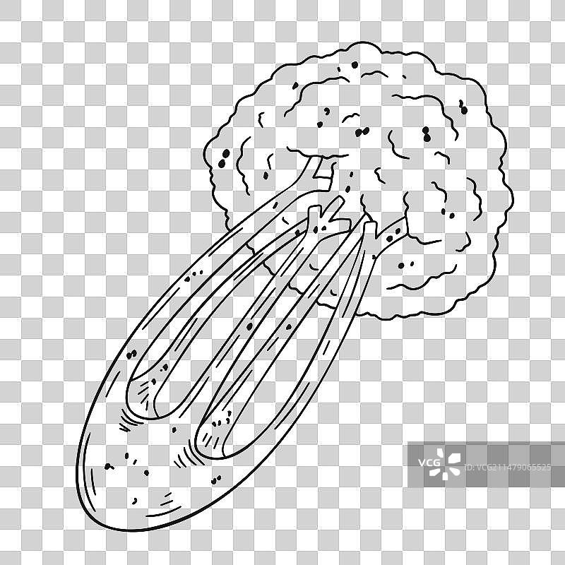 绿色蔬菜图片素材