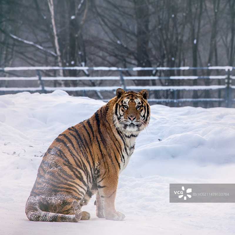 彩章耀朝日图片素材
