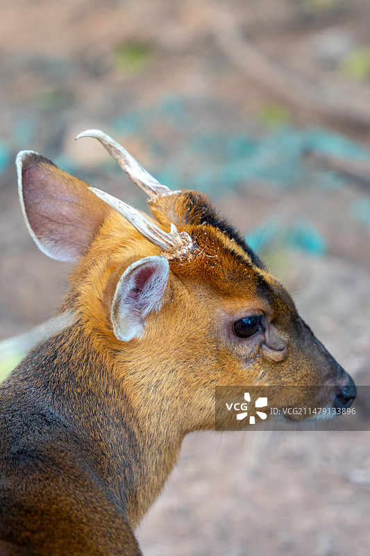 重庆动物园图片素材