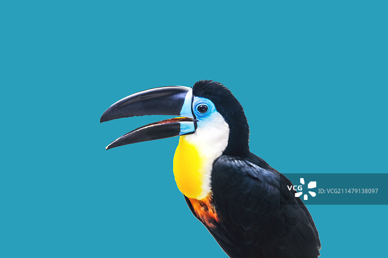 给大家拜年了图片素材