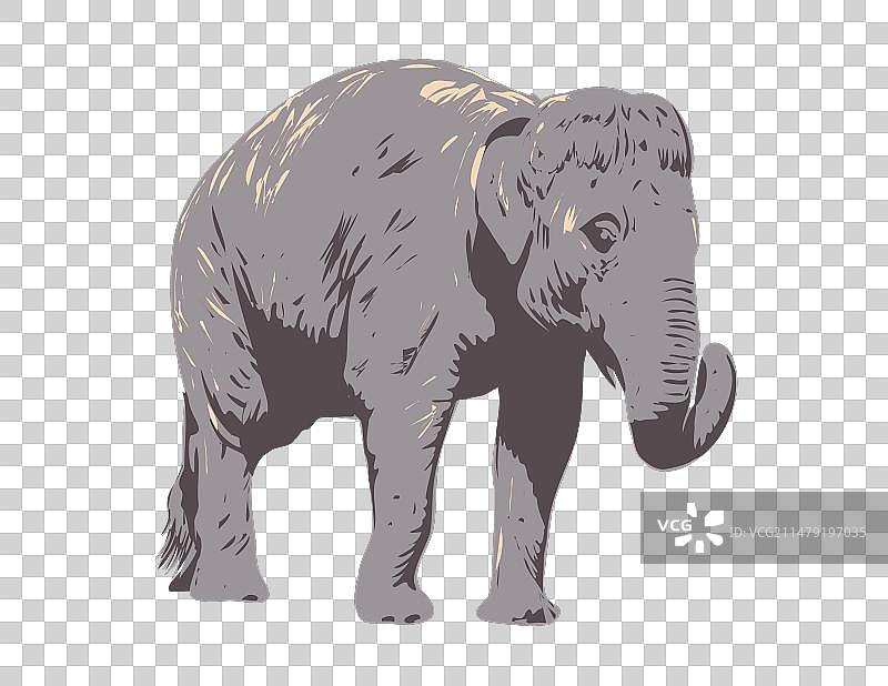 印度象侧视图图片素材