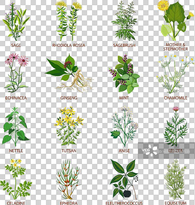 药用草本植物图标图片素材