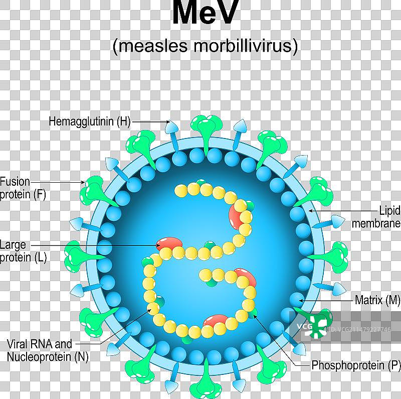 麻疹病毒结构图片素材