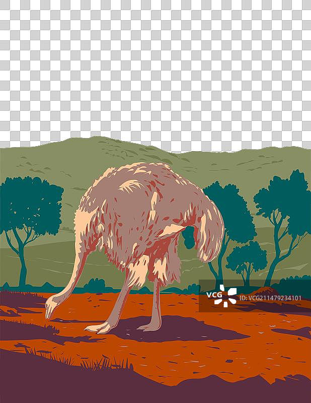 萨赫勒地区的普通鸵鸟或索马里鸵鸟图片素材