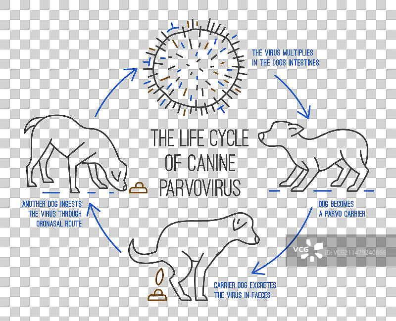 犬细小病毒的生命周期图片素材