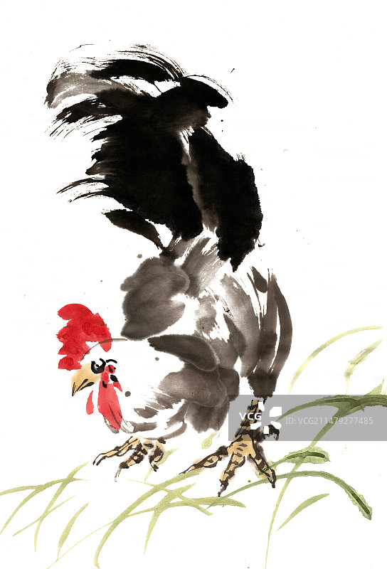 觅食的公鸡图片素材