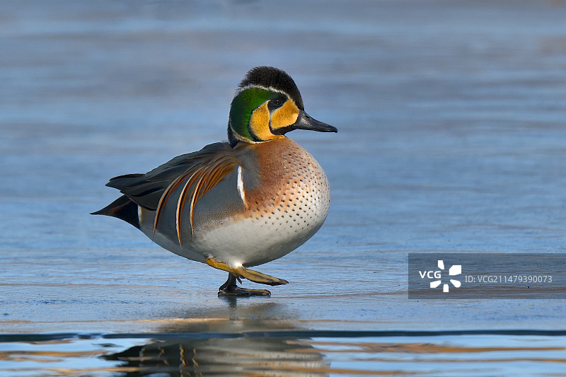 长着一张京剧脸谱的花脸鸭图片素材