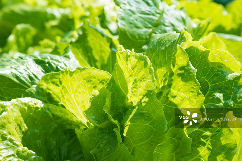 菜园里绿色植物蔬菜生菜图片素材