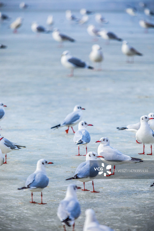 天津老码头海鸥图片素材