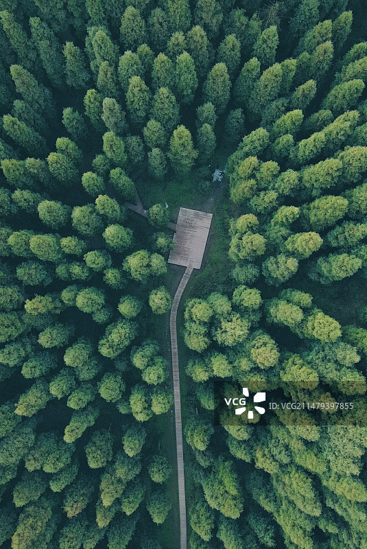 成都周边的挪威的森林图片素材